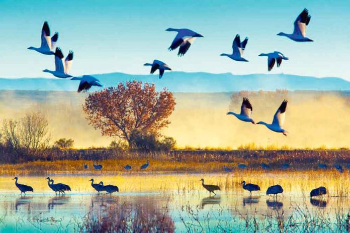 birds-gush