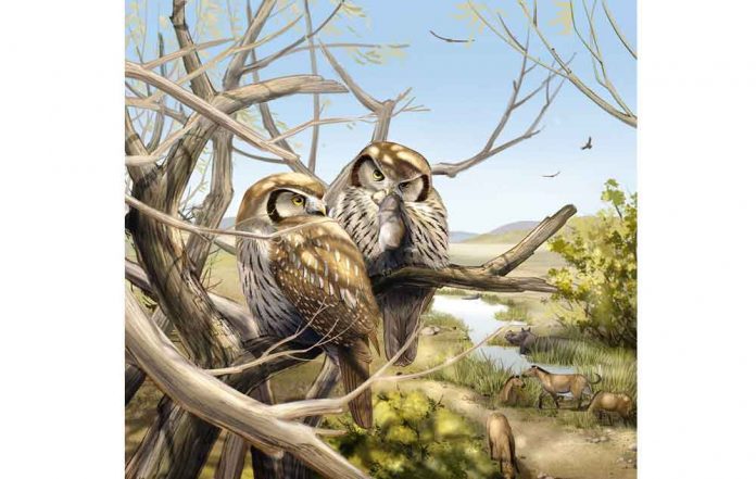 first-fossil-of-a-dayt--scaled-bird-ancient