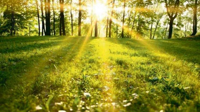 forest-tree-agac-nature