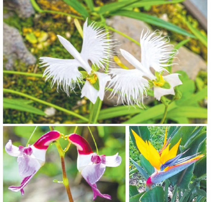 guller flower that other