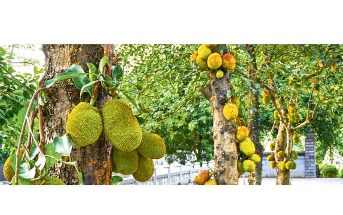 jackfruit-trees-ekmek-agaci-corek-agajy-tasin-agac