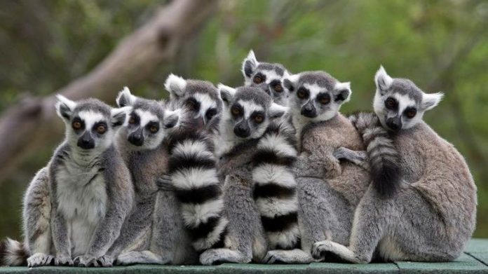 lemur-reuters animal