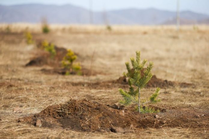 one billion trees mongolia 6167aaef2f25b