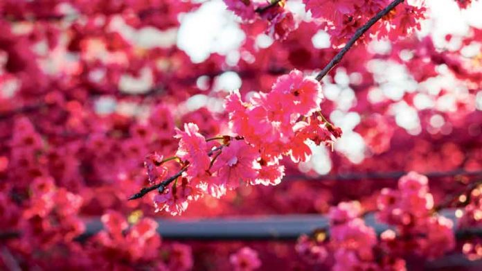 sakura-japan-booming