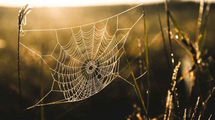 spider-web-orumcek-agi