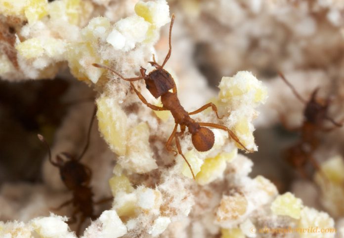 ant garynja attini Trachymyrmex septentrionalis
