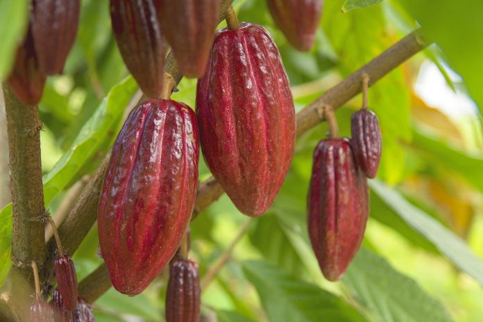 kakao Theobroma-cacao