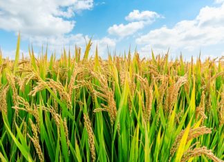 В Дашогузе стартовала масштабная жатва риса