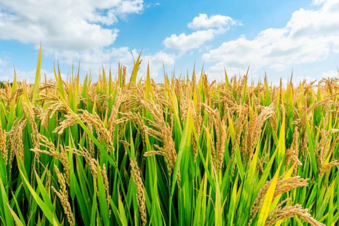 rice shaly celtik