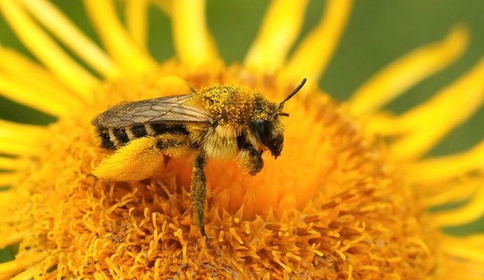 solitary-bee-two-column