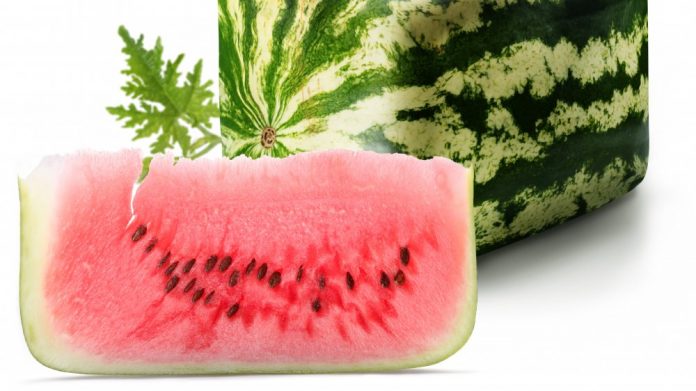 square cubic watermelon dortburc garpyz