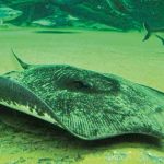 Giant-Freshwater-Stingray-big-fish