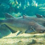 Pangasianodon_gigas_in_Gifu_World_Fresh_Water_Aquarium-giant-catfish