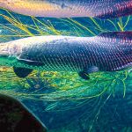 arapaima-fish