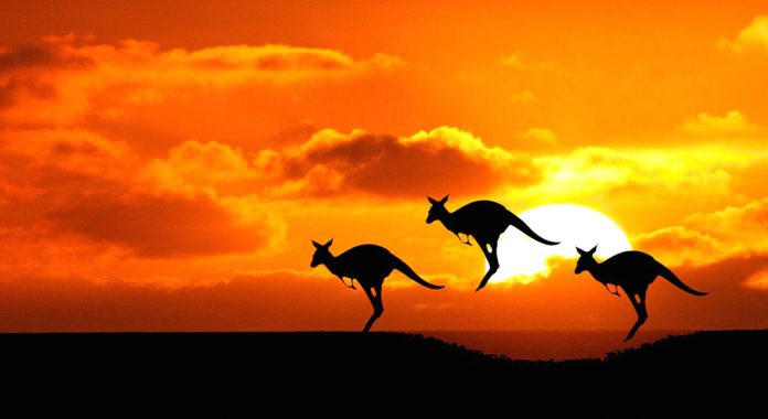 australia-cangaroo