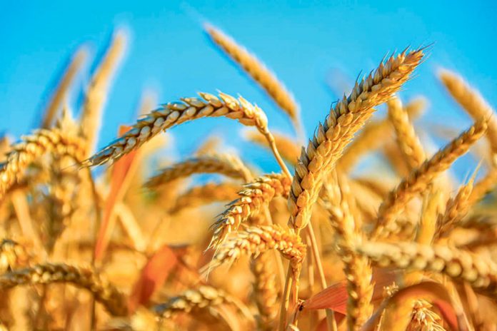 galla-oragy-bugday-wheat