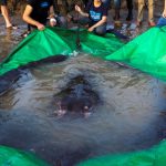 kamboja largest fresh water fish mekong