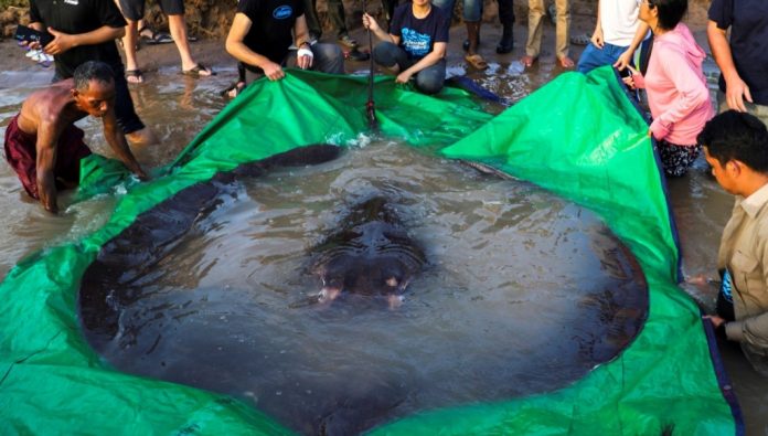kamboja largest fresh water fish mekong