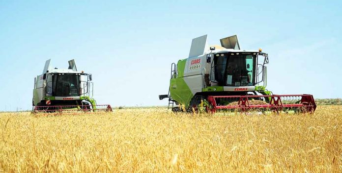 turkmen galla wheat bugday