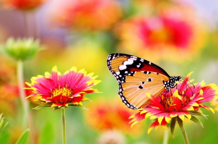 butterfly flower