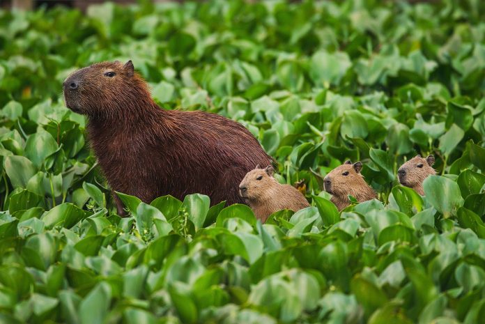 kapibara Capivara(Hydrochoerus_hydrochaeris)
