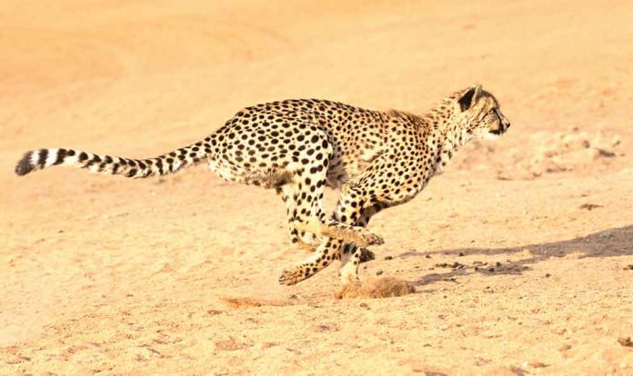 leopard-gecigaplan