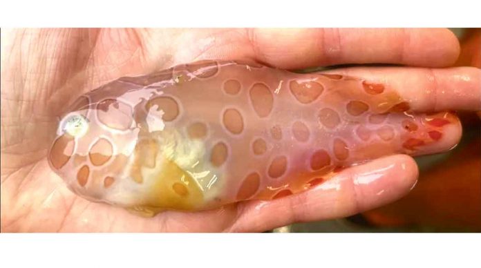 new-fish-species-in-alaska