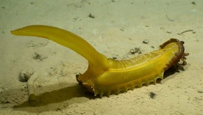 undersea underwater ocaean animal