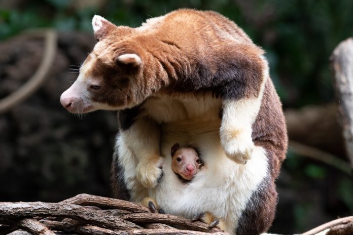 Julie Larsen Maher Matchie's Tree Kangaroo