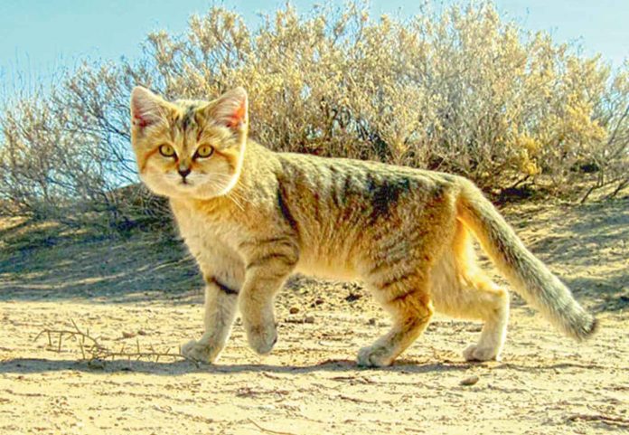 Persian_sand_CAT-gum-pishik-kedi