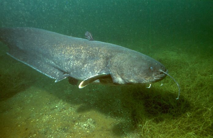 Silurus_glanis wels catfish