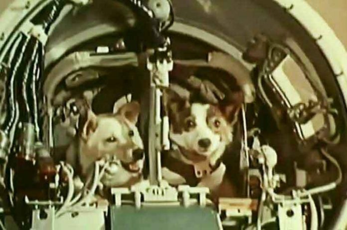 belka-and-strelka-