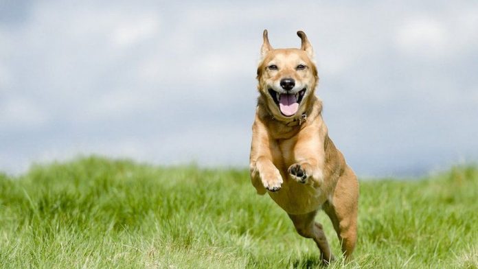 dog running