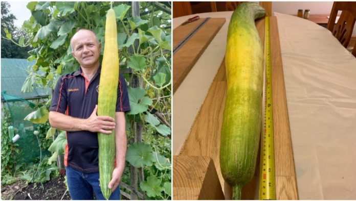 longest cucumber