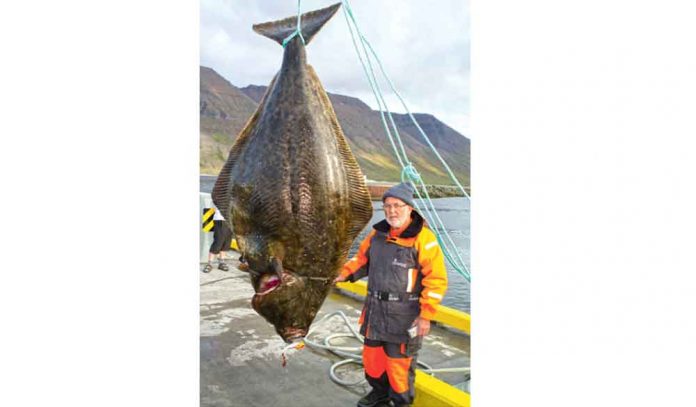 paltus-balygy-fish-big