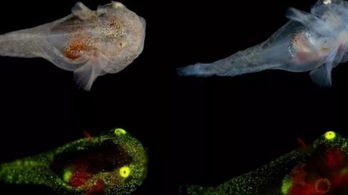 parlayan_balik LIGHTING FISH BALYK