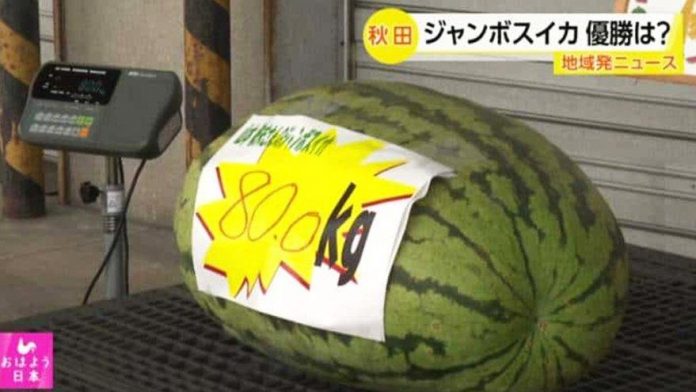 80 kg watermelon garpyz japan yapon