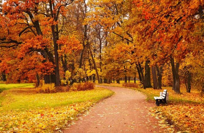 autumn-fall-guz-guyz-sonbahar