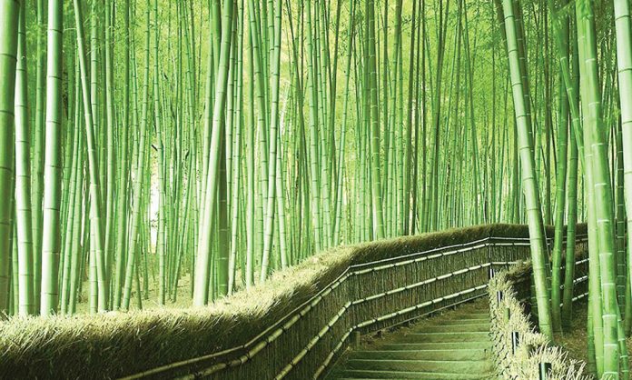bambuk bamboo