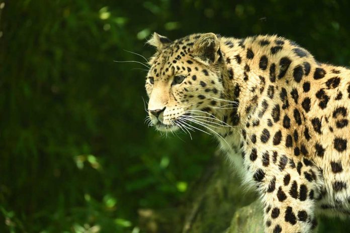 gaplan-leopar