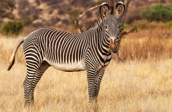 grewi-zebra
