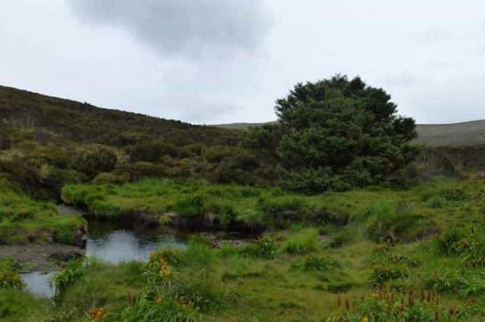most isolated tree