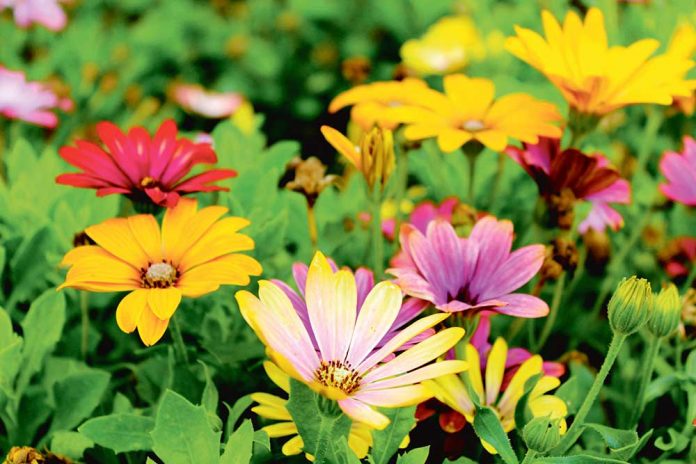 pexels-leigh-patrick-flower