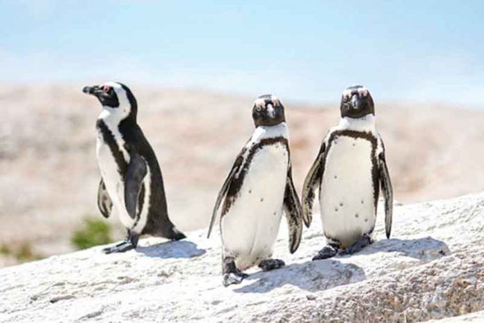 afrikan-penguins