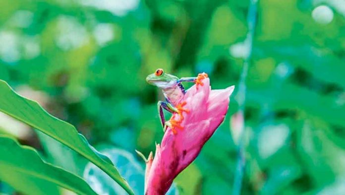 new-6-frog-species-found-in-and-mountain-ekvador