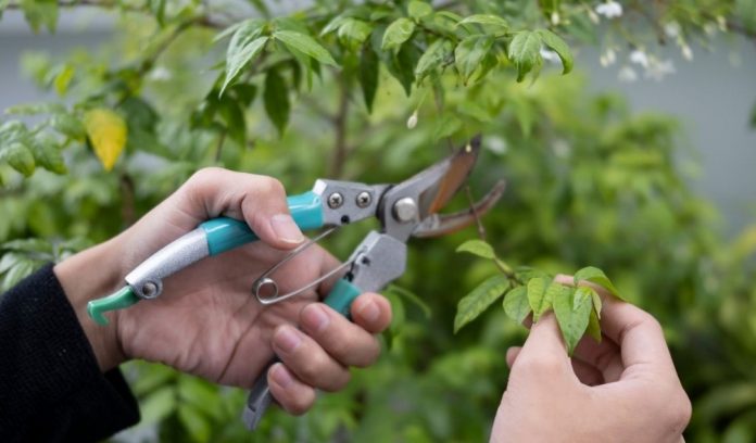 agac tree pudamak budamak kesmek