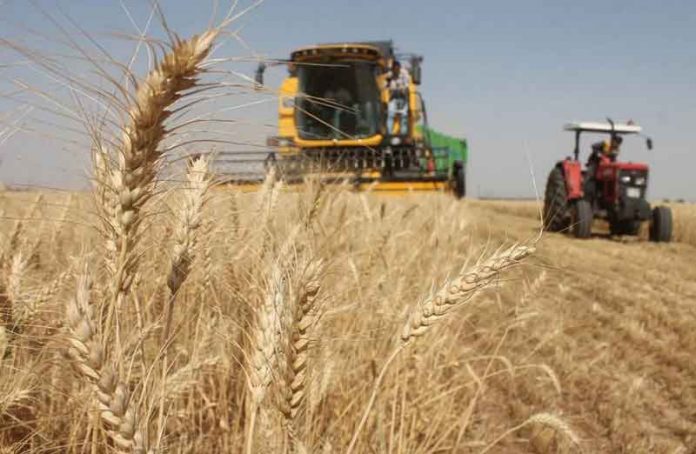 azyk-galla-dane-oba-hojalygy-fao-food-wheat