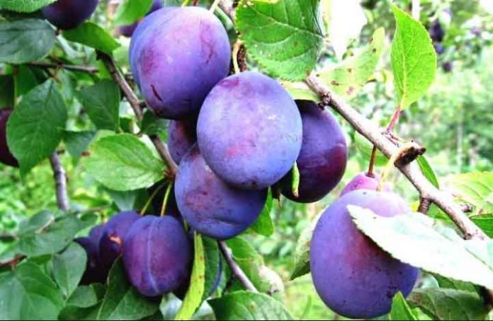 belgrad-serbia-fruit
