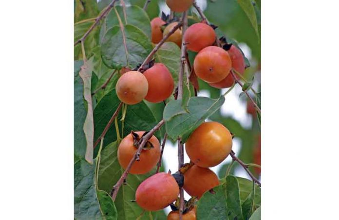 hurma-apiioope
