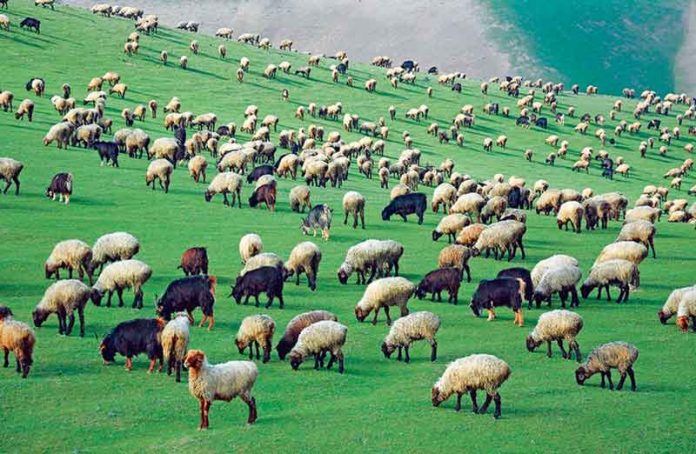 maldarchlyk-goyun-dowar-oba-hojalygy-goyun-geci-sheep